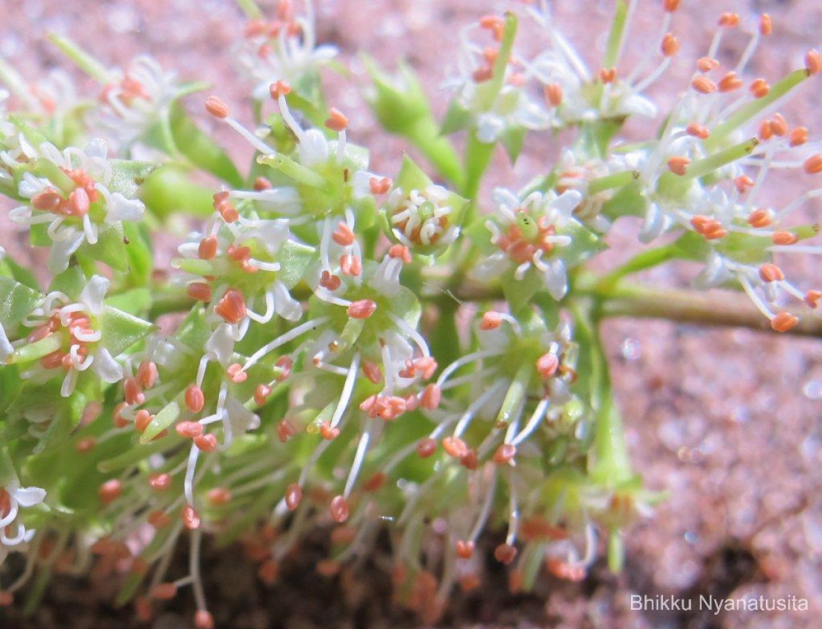 Combretum albidum G.DonRoxb. ex G.Don